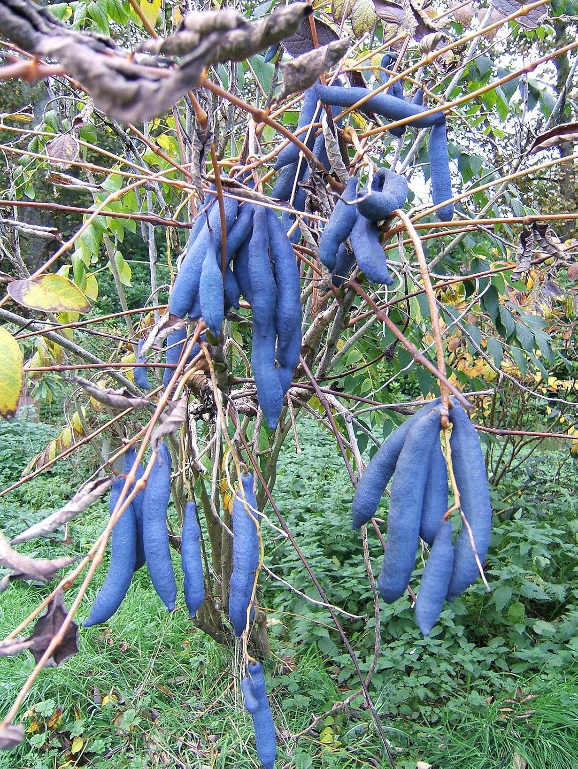 5 Semillas de Decaisnea fargesii Himalaya azul frijol arbusto ...