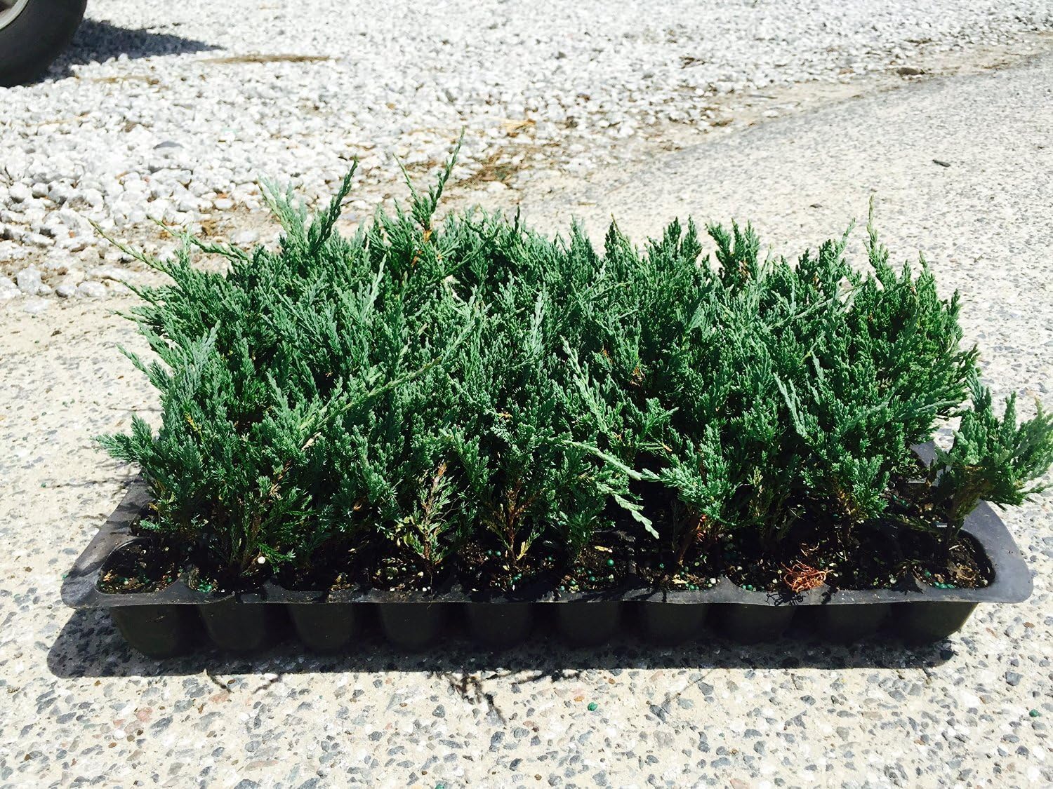 Bar Harbor Juniper Groundcover Qty 60 Live Plants
