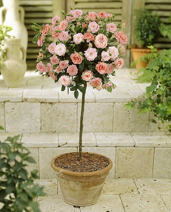 Hayloft Patio Standard Rose Bare Root, Peach Amazon.co.uk