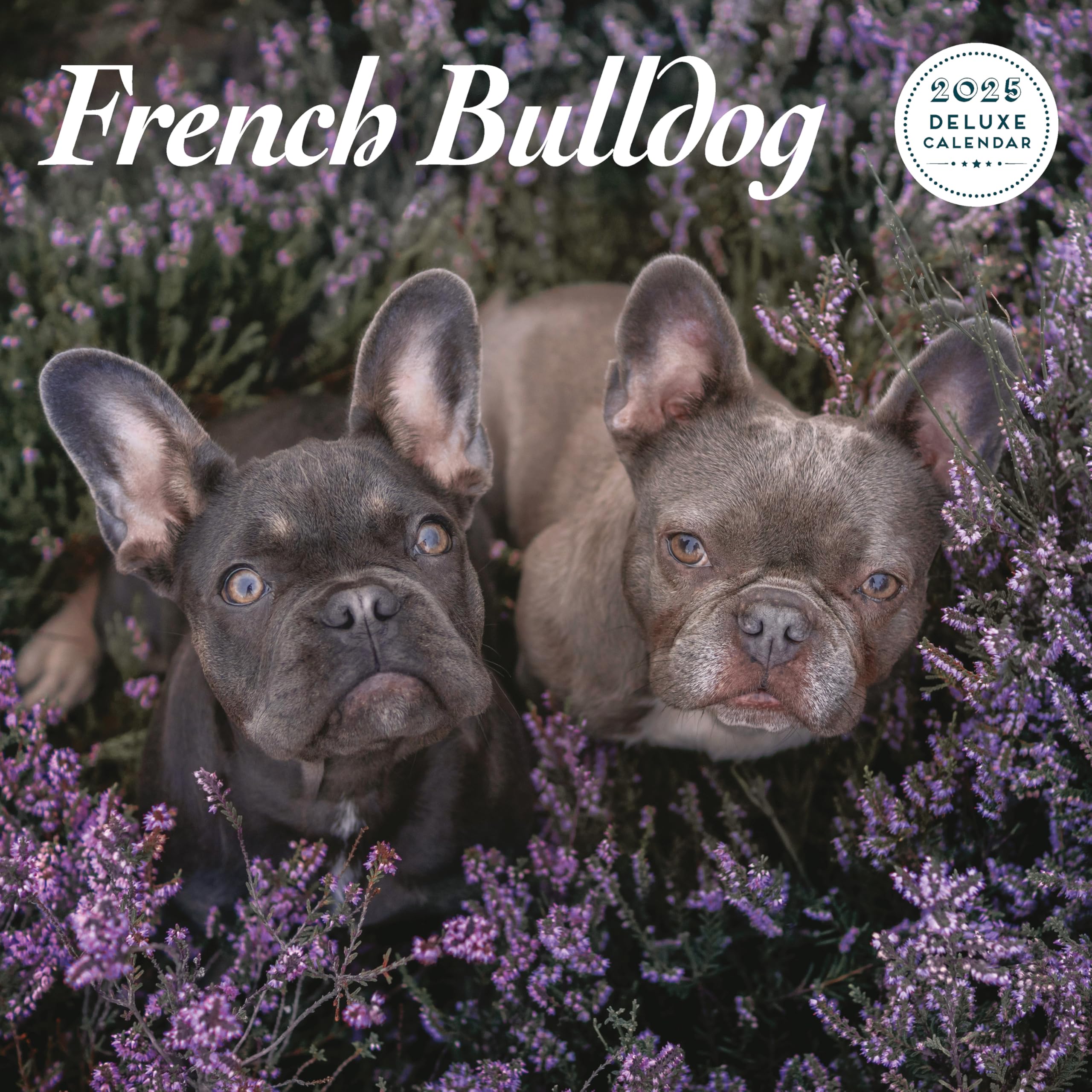 French Bulldog 2025 Deluxe Calendar