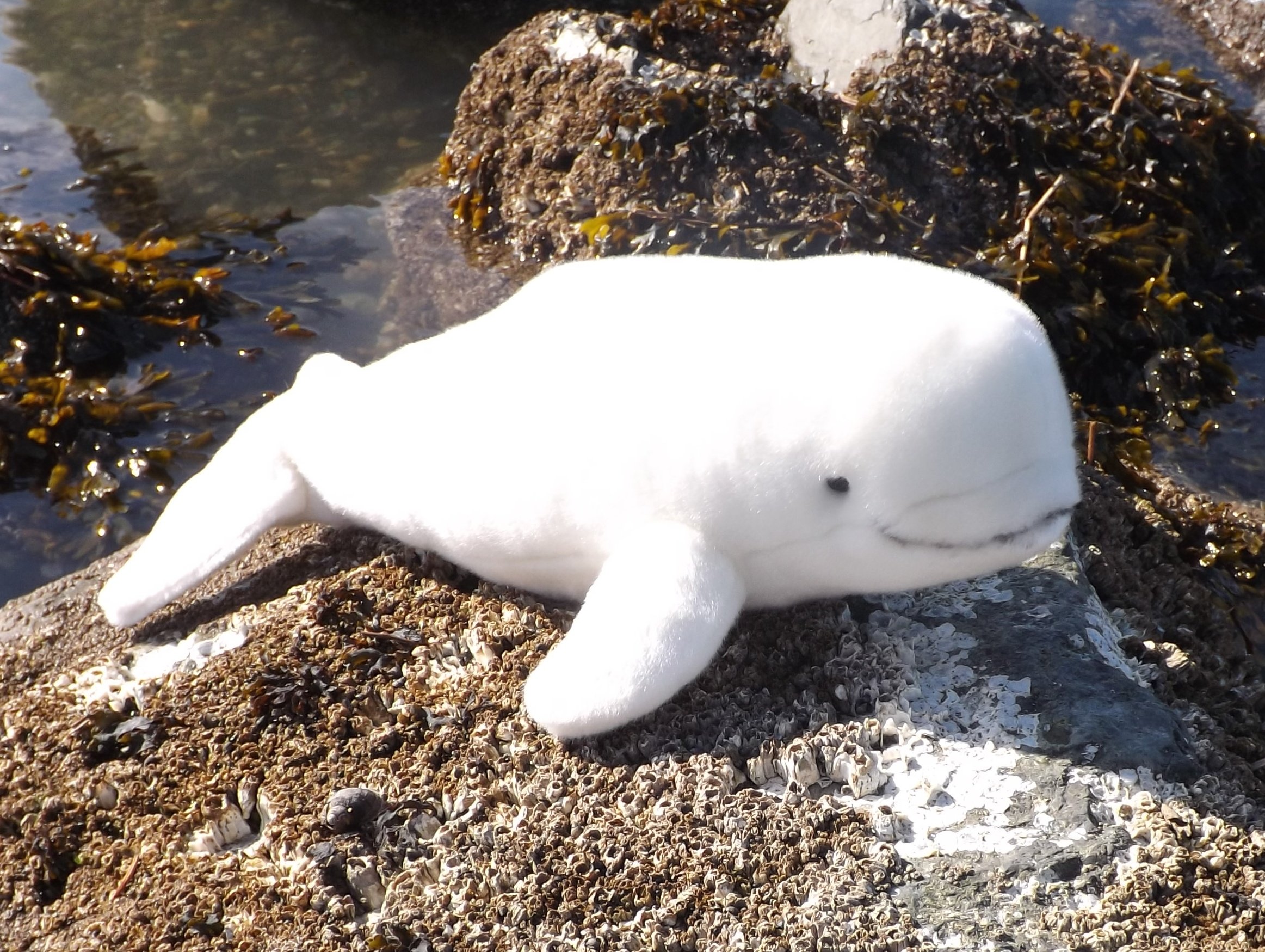Beluga Whale Stuffed Animal / Beluga Whale Stuffed Animal Plush Super