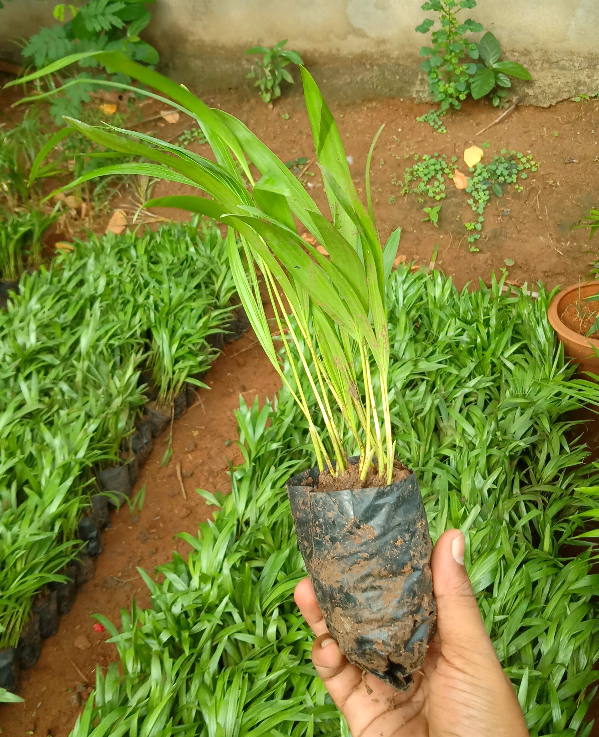 ZOOQA Areca Palm Air Purifier Live Plant with Pot Buy Online in UAE