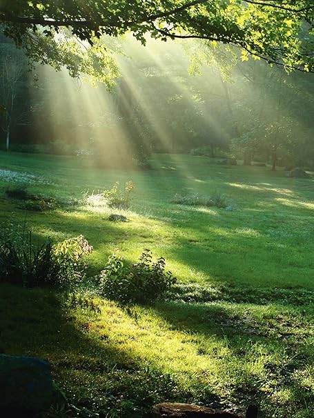 Artland Qualitätsbilder I Wandbilder Selbstklebende Premium Wandfolie 90 x 120 cm Landschaften Wald Foto Grün A6KW Lichtkegel