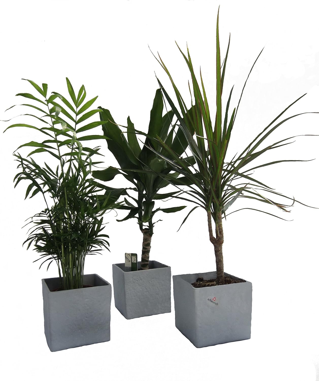 Dominik Blumen und Pflanzen, Zimmerpflanzen Palmen-Trio im Scheurich Würfeltopf grau-stone, circa 14 x 14 x 14 cm, 3 Pflanzen und 3 Töpfe, grün