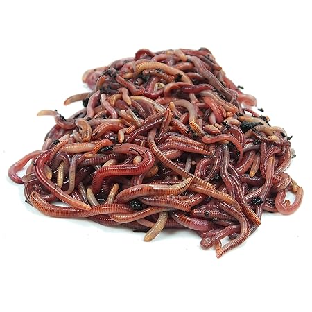 KOMPOSTWÜRMER kaufen - 250 Stück/BigBox - Kompoststarter Regenwurm Set - Gartenwürmer/Regenwürmer Eisenia-Mix lebend - aktive