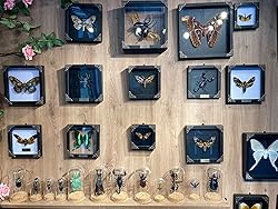 2 Real Framed Scorpion Cicada Beetle Shadow Box