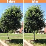 Aoipend Heavy Duty Tree Stakes Kit - 3 Metal Stakes, 40ft Guy Lines view 3