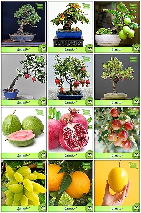 Creative Farmer Fruit Seeds For Home Garden Combo Fruit & Bonsai Suitable : Persian Walnut, Peach, Lemon Guava, Pomagranate, Pomagranate Dwarf, Chinese Date, Psidium Guava, Pomagranate, Apple, Grape, Orange, Passion Fruit - Yellow Fruit Seeds For Home Garden
