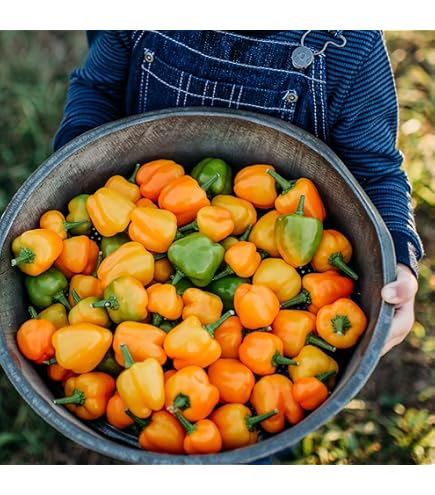 thumbnail image 2 of Organic Kurtovszka Kápia Sweet Pepper 100 Seeds - Non-GMO 2 of 14
