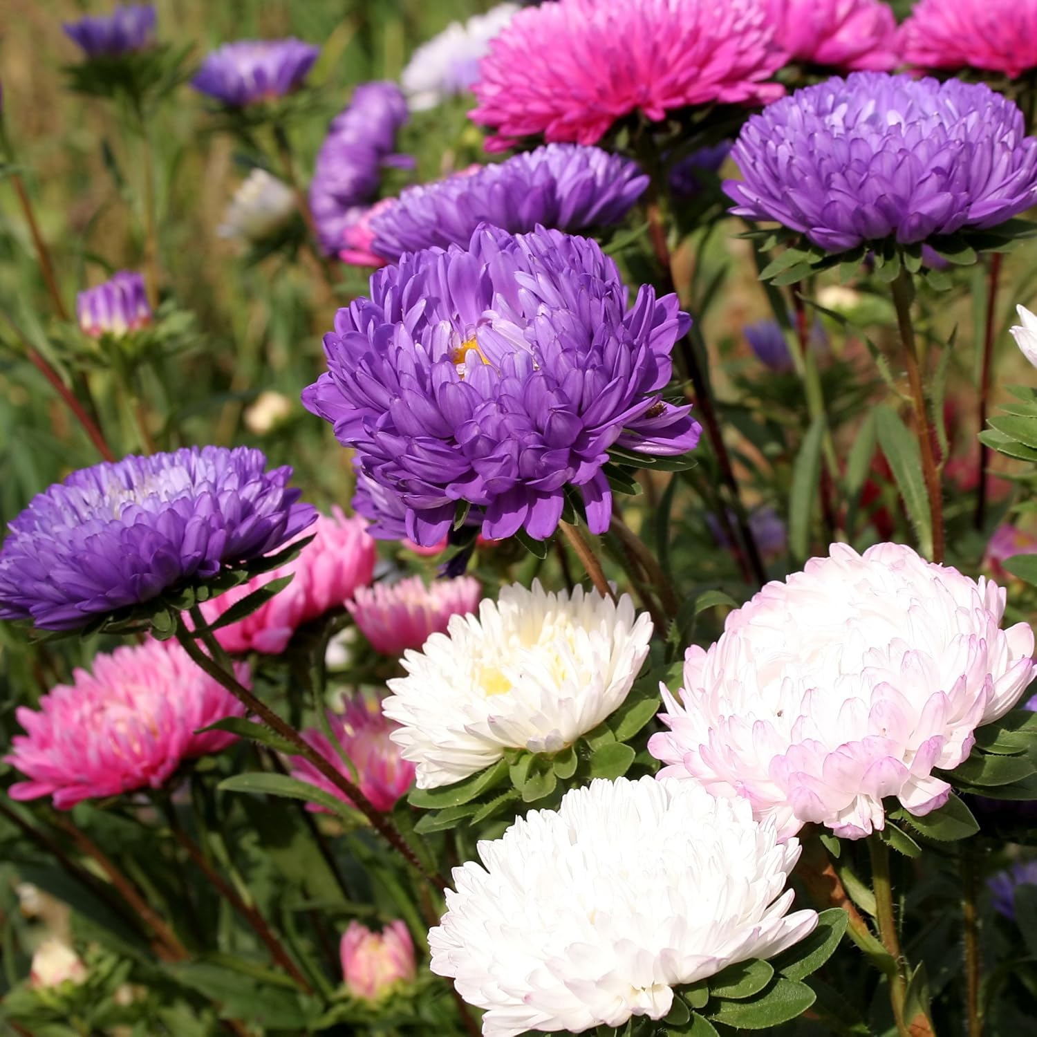 Chrysanthemum China Aster Seeds Callistephus chinensis Amazon.co