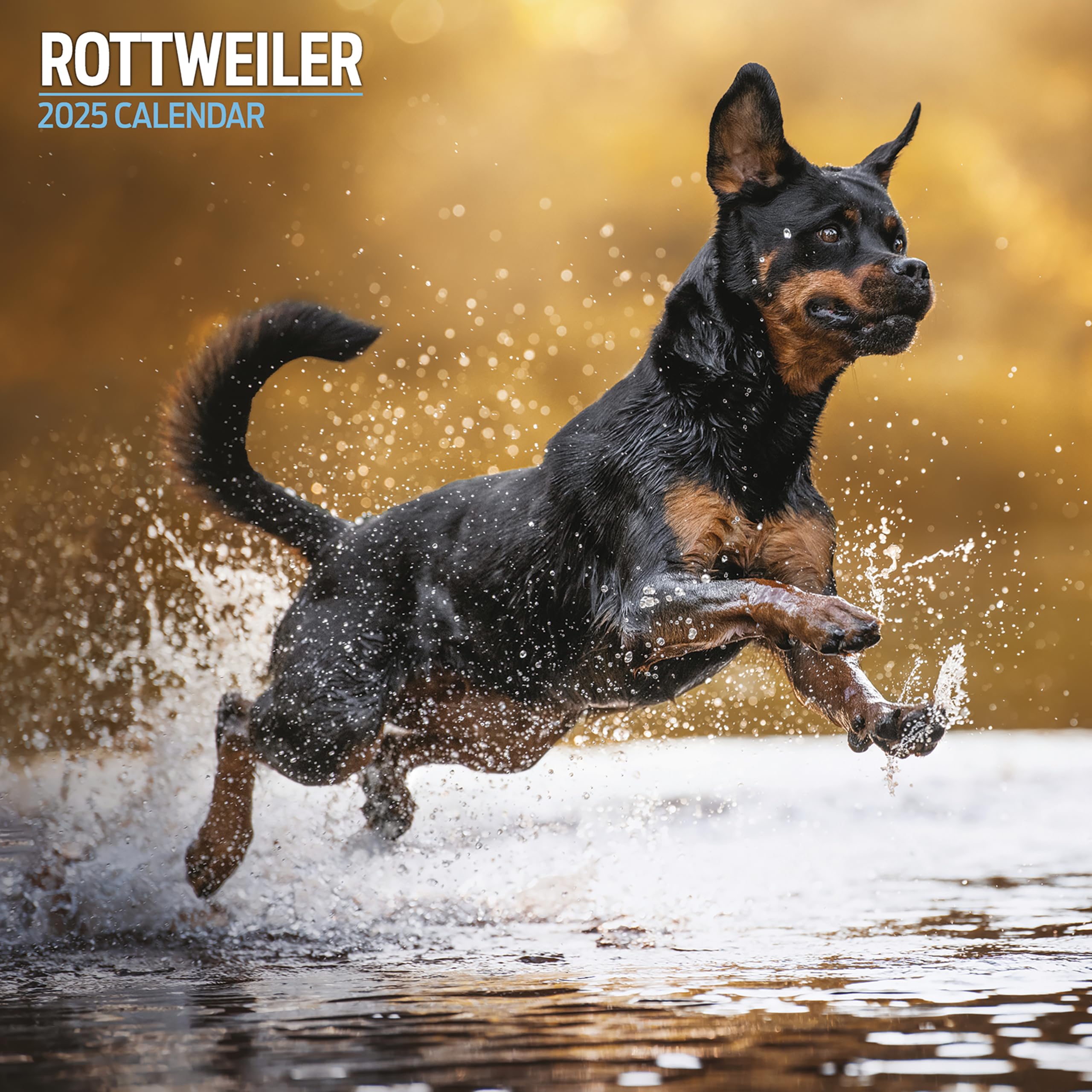 Rottweiler 2025 Traditional Calendar