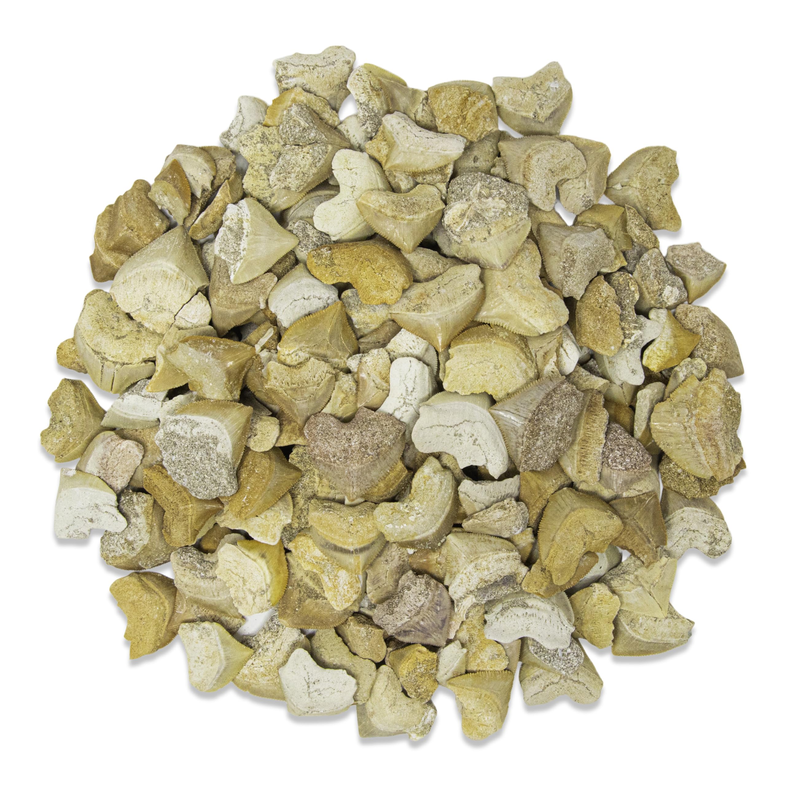 Mua 1/2 LB Corax Shark Teeth Bulk Fossils Wholesale - Real Authentic