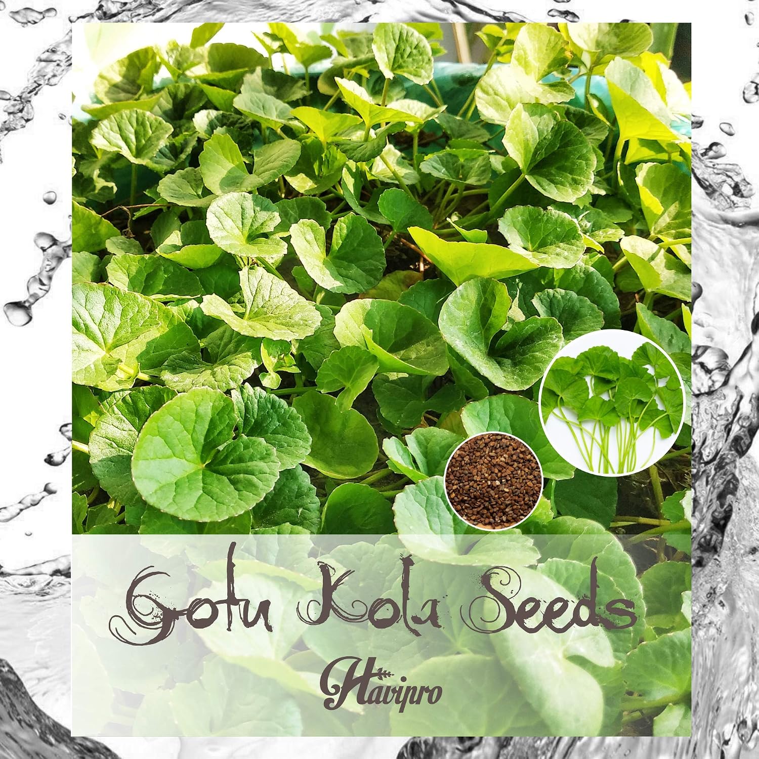 100+ Gotu Kola Seeds (Centella Asiatica) – Non-GMO, USA Grown, Edible Pennywort For Garden