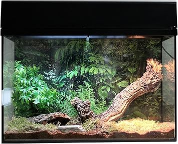 Lucky Reptile Starter Kit 50 Cm Spinne Skorpion Schwarz Terrarium Komplettset Fur Spinnen Und Skorpionen Amazon De Haustier