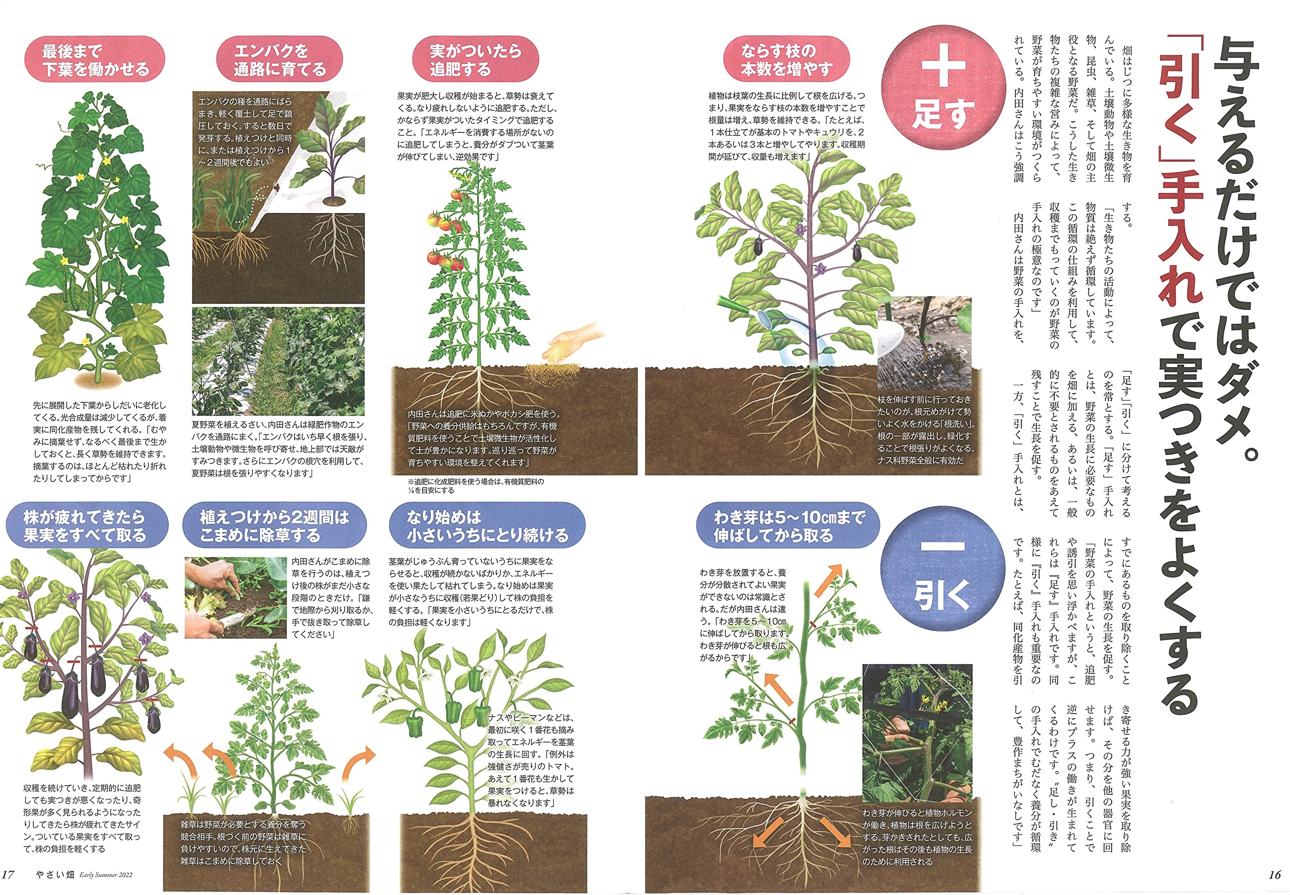 やさい畑 初夏号 22年6月号 本 通販 Amazon
