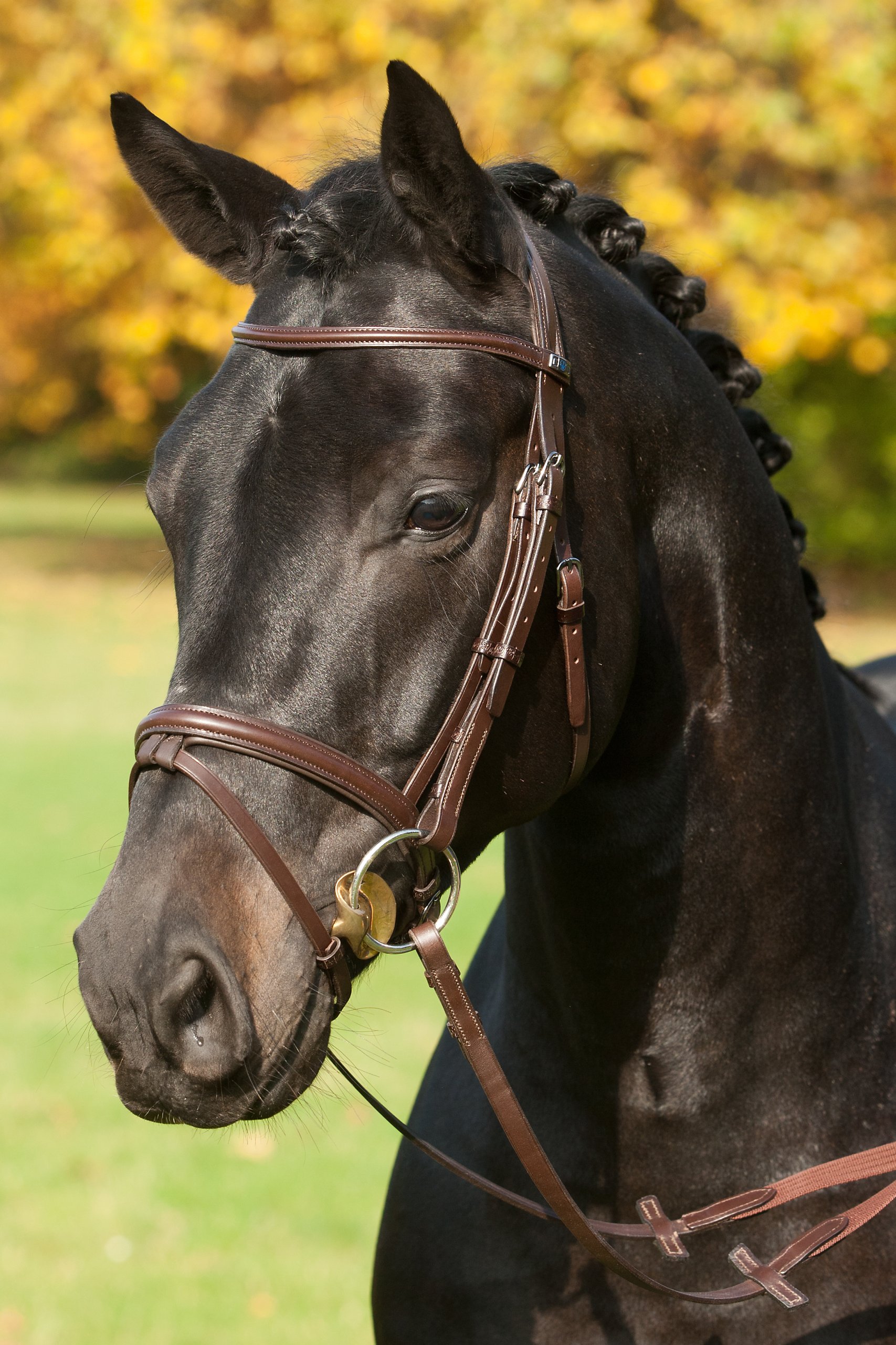 Stübben Snaffle Bridle 2017 Antrim