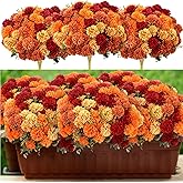 12 Pcs Artificial Fall Flowers Faux Mums Burnt Orange Flowers Assorted Fake Silk Mums Chrysanthemums Bouquet Fall Marigold for Vase Table Floral Arrangement for Wedding Home Outdoor Autumn Decorations
