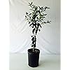 Fuyu Persimmon Tree Five Gallon