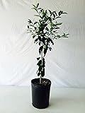 Fuyu Persimmon Tree Five Gallon