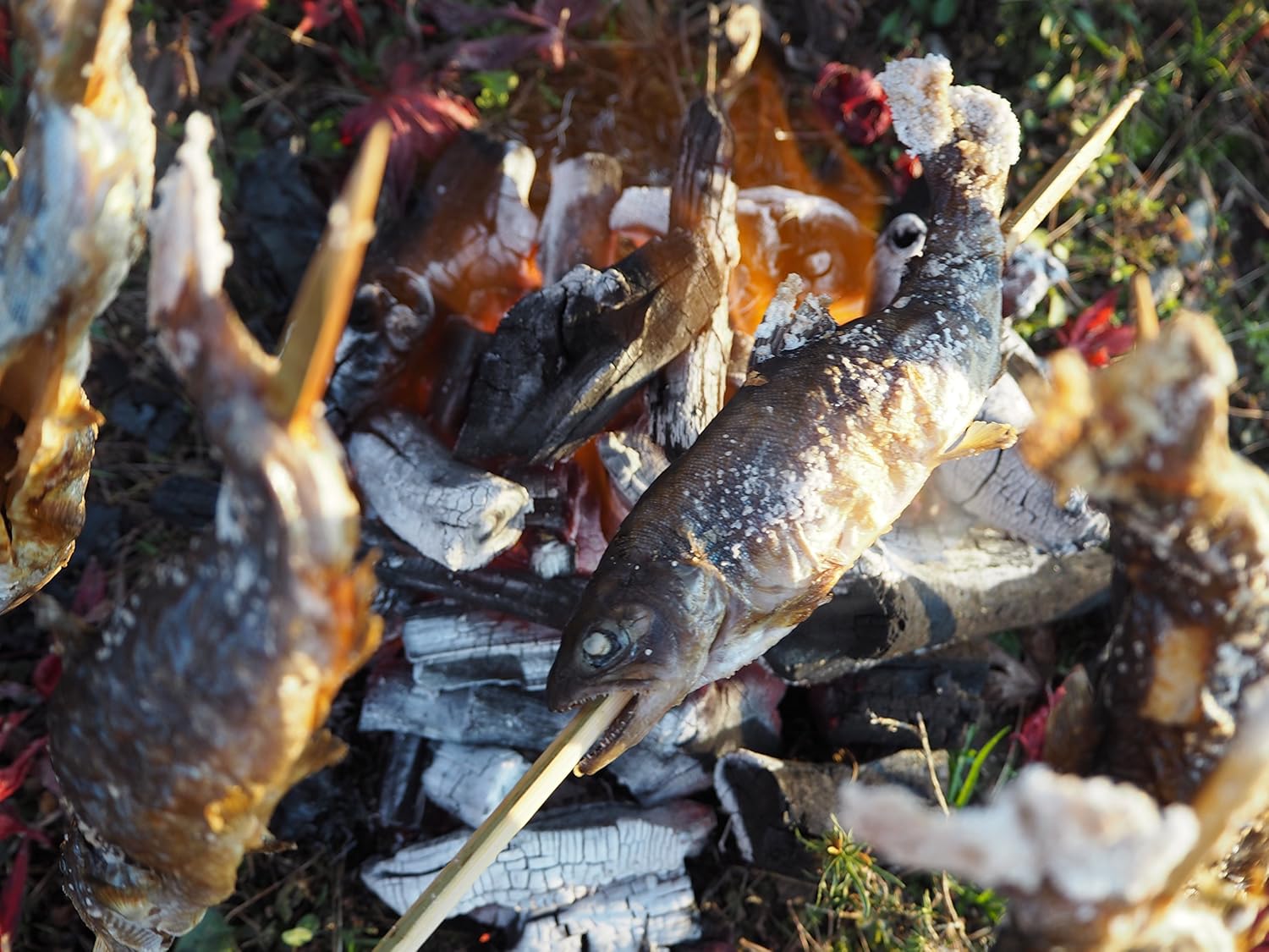 Amazon 竹串 魚串 バーベキュー用 長さ45 太さ5mm 100本入り 魚沼 高野養魚場 クッキングツール