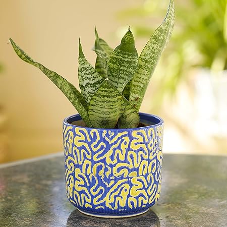 Earthsoul Printed Color Decorative Ceramic Pot for Indoor and Outdoor Plant and Flower for succelent excluding Plant