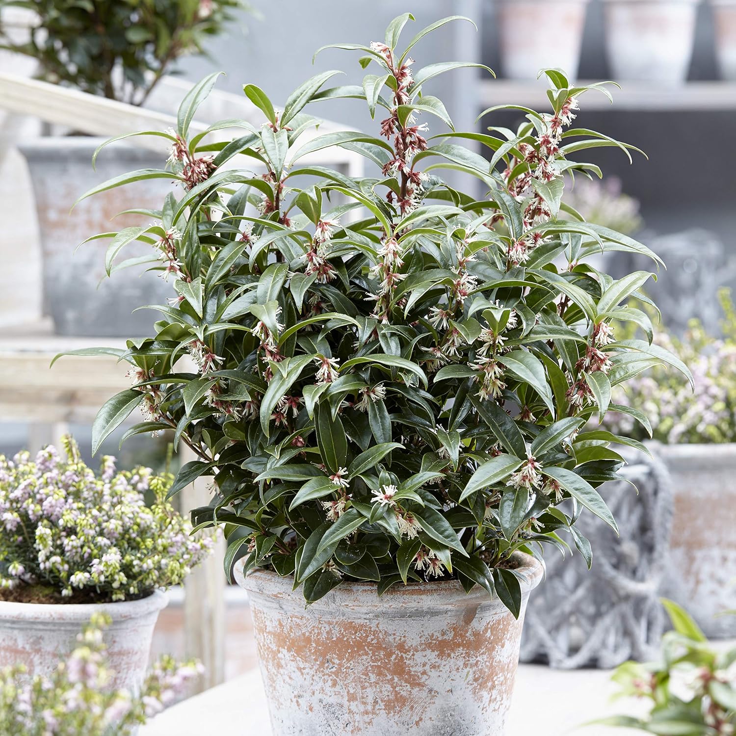 YouGarden Sarcococca hookeriana 'Winter Gem', Established Garden Plant in 15cm Pot, Hardy Evergreen Shrub for Winter Fragrance
