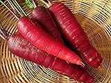 200+ Carrot Seeds- Cosmic Purple