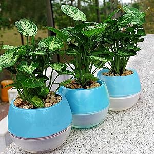 Kurtzy Self Watering Flower Pot for Garden Planters Indoor Outdoor Living Room Bedroom Balcony Table Vase Home Decor Pack of 3 Blue