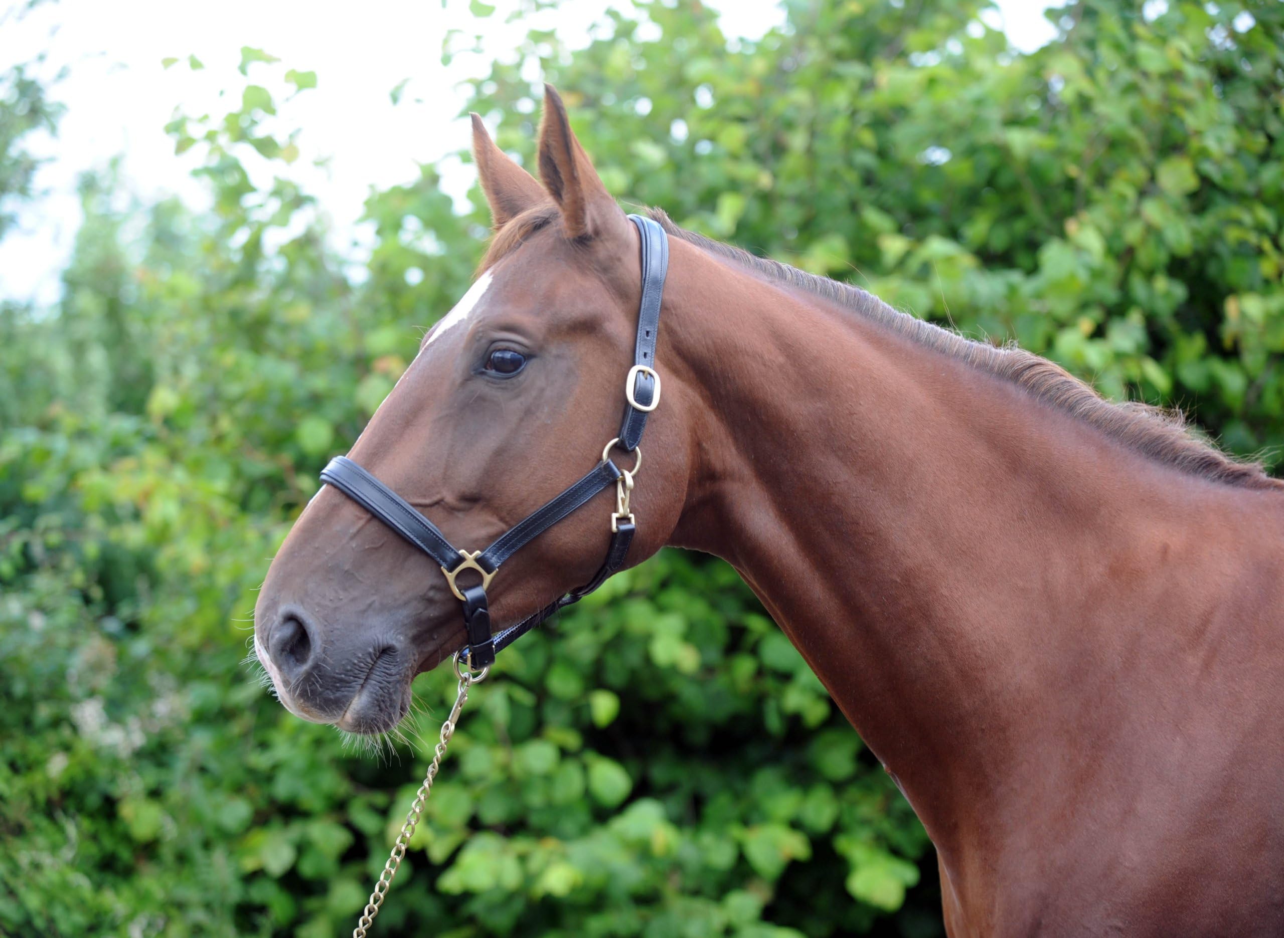 John Whitaker IHCF Head Collars