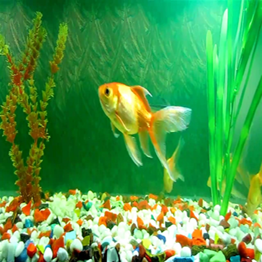 Goldfish LIVE WALLPAPER Appstore for Android