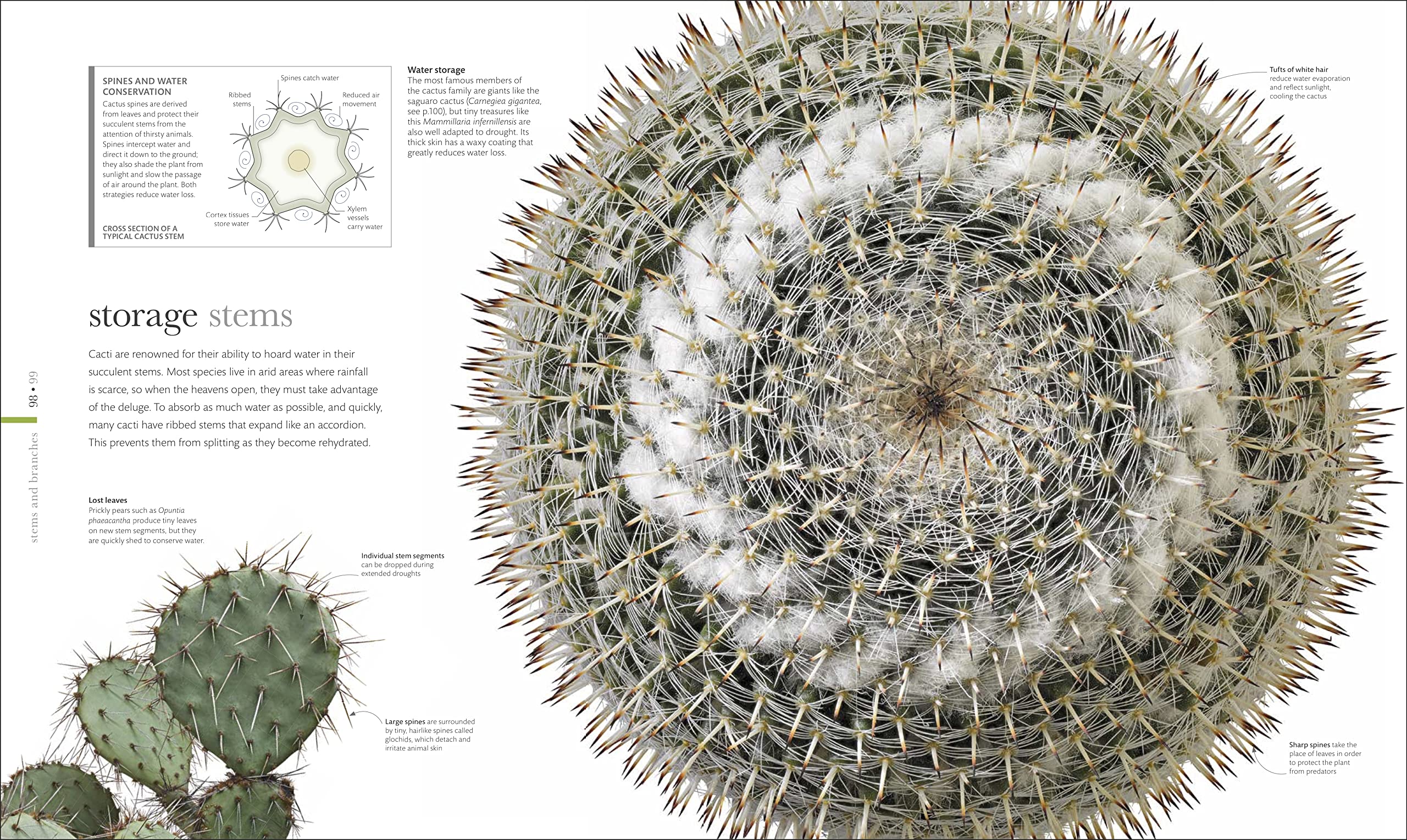 The Science of Plants: Inside Their Secret World (DK Secret World Encyclopedias)
