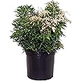 Pieris jap. 'Compacta' (Compact Japanese Andromeda) Evergreen, #3 - Size Container