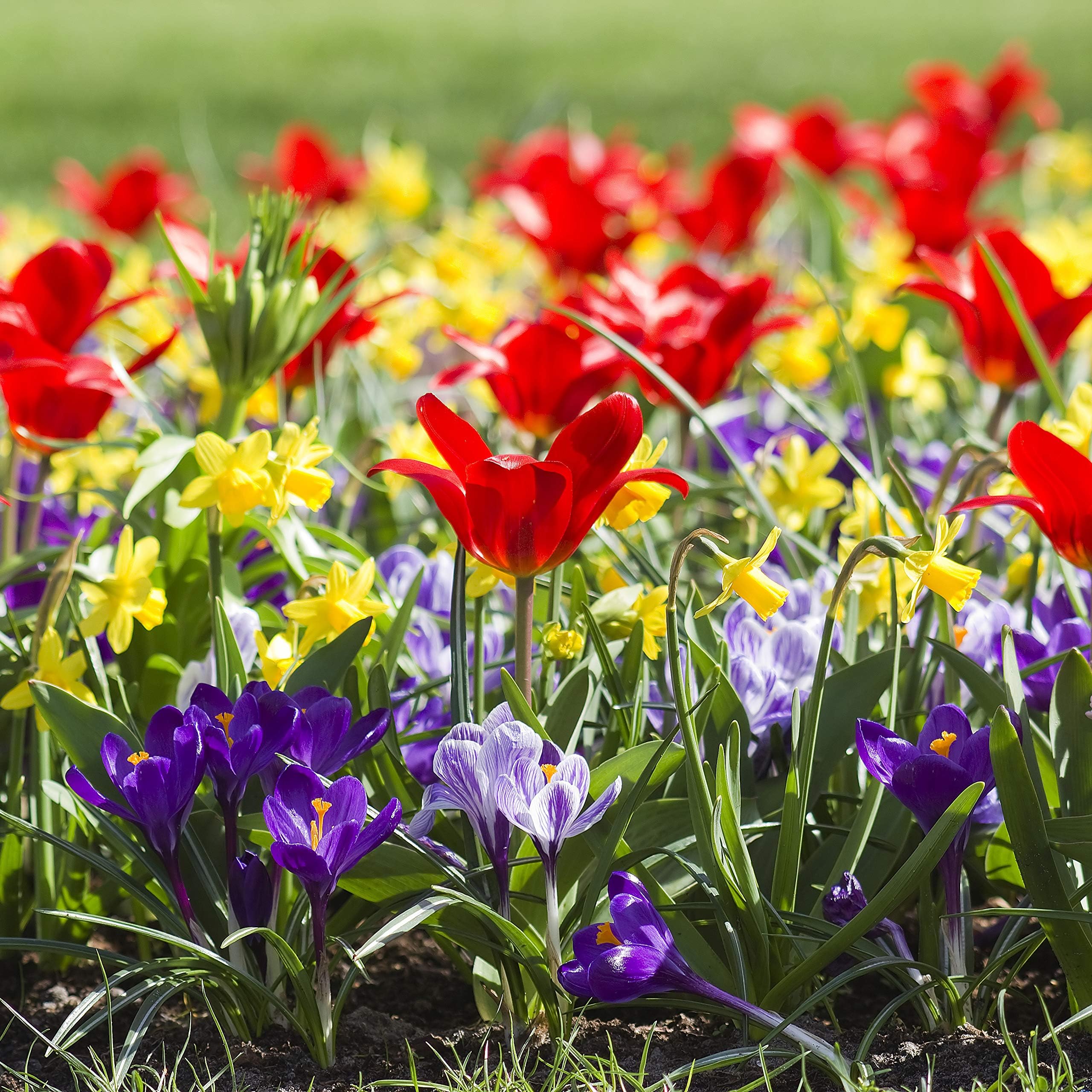 Woodland bulbs® 60 x Spring Flowering Bulbs Dwarf Collection *Special Offer* - Snowdrops - Daffodils - Tulips - Crocus - (Free P&P)