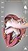 Heart - 3D Atlas of Anatomy