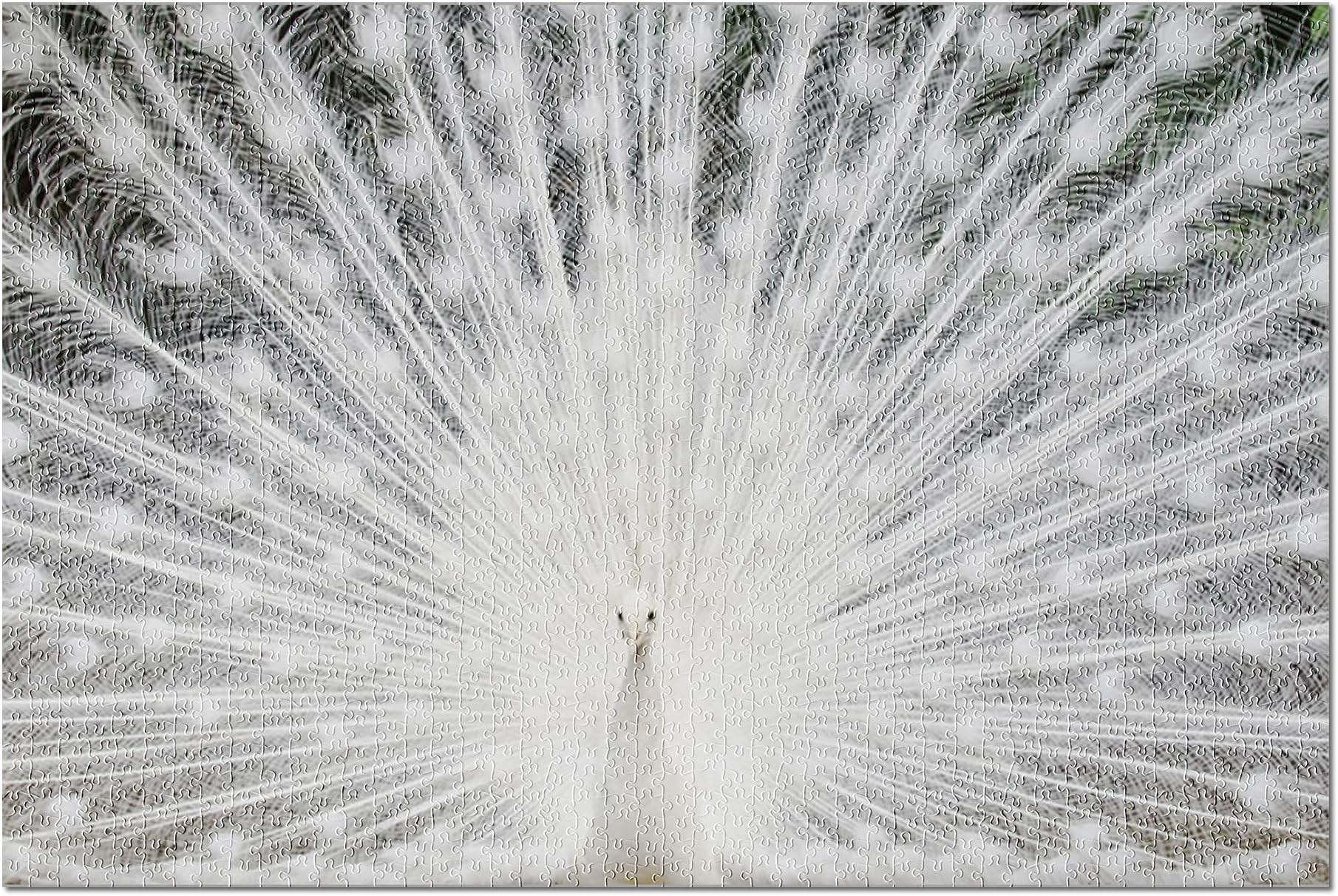 White Peacock with Feathers Out Photography A-91013 (1000 Piece Puzzle, Size 19x27, Challenging Jigsaw Puzzle for Adults and Family, Made in USA)