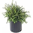 Cotoneaster adpressus 'Little Gem' (Little Gem Cotoneaster) Shrub, #2 - Size Container
