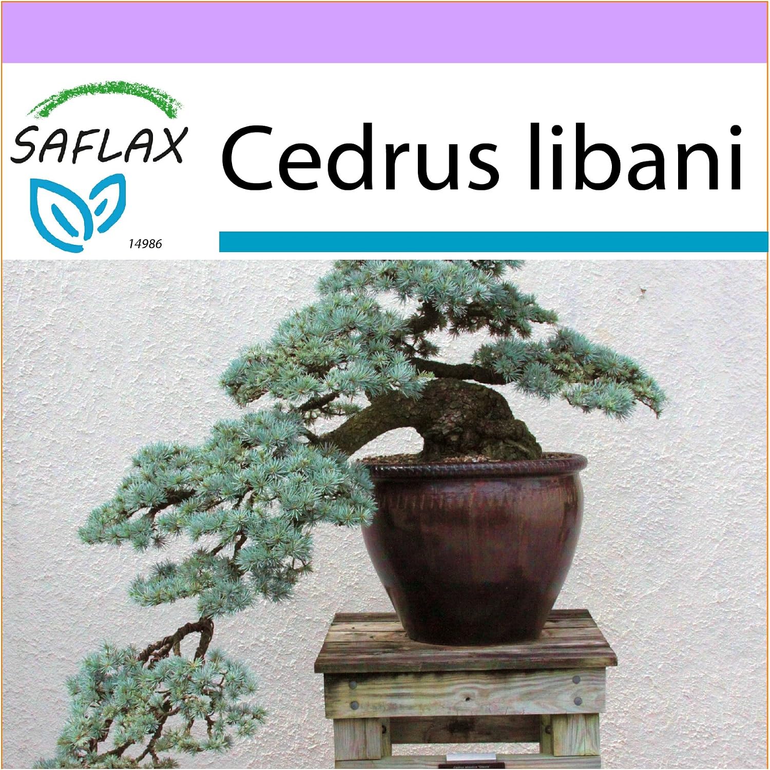 SAFLAX Goldkiefer Samen – 20 Stück + Anzuchtsubstrat, Pinus Ponderosa Für Bonsai Oder Garten, Winterhart