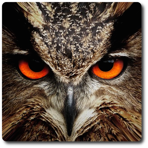 Owl Vision Camera Effect - Owl Night Vision