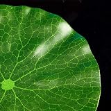 IRYNA 6Pcs Artificial Lily Pads Leaves Floating Foam Lotus Leaves 10cm 17cm view 3