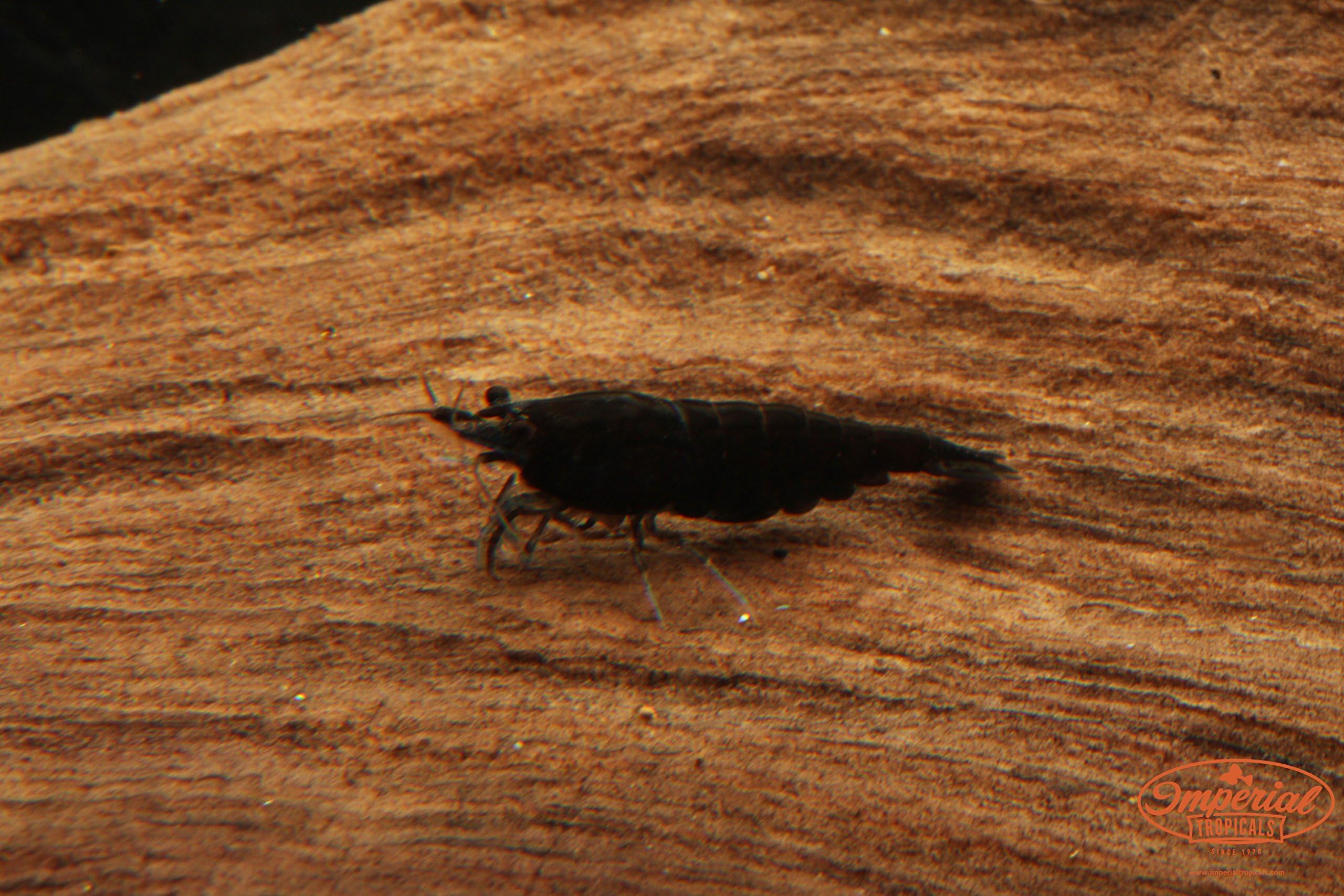 Imperial Tropicals 12 Black Shrimp (Color Variation of Cherry Shrimp) - Neocaridina (1/3"-1/2") - USA Born and Raised!