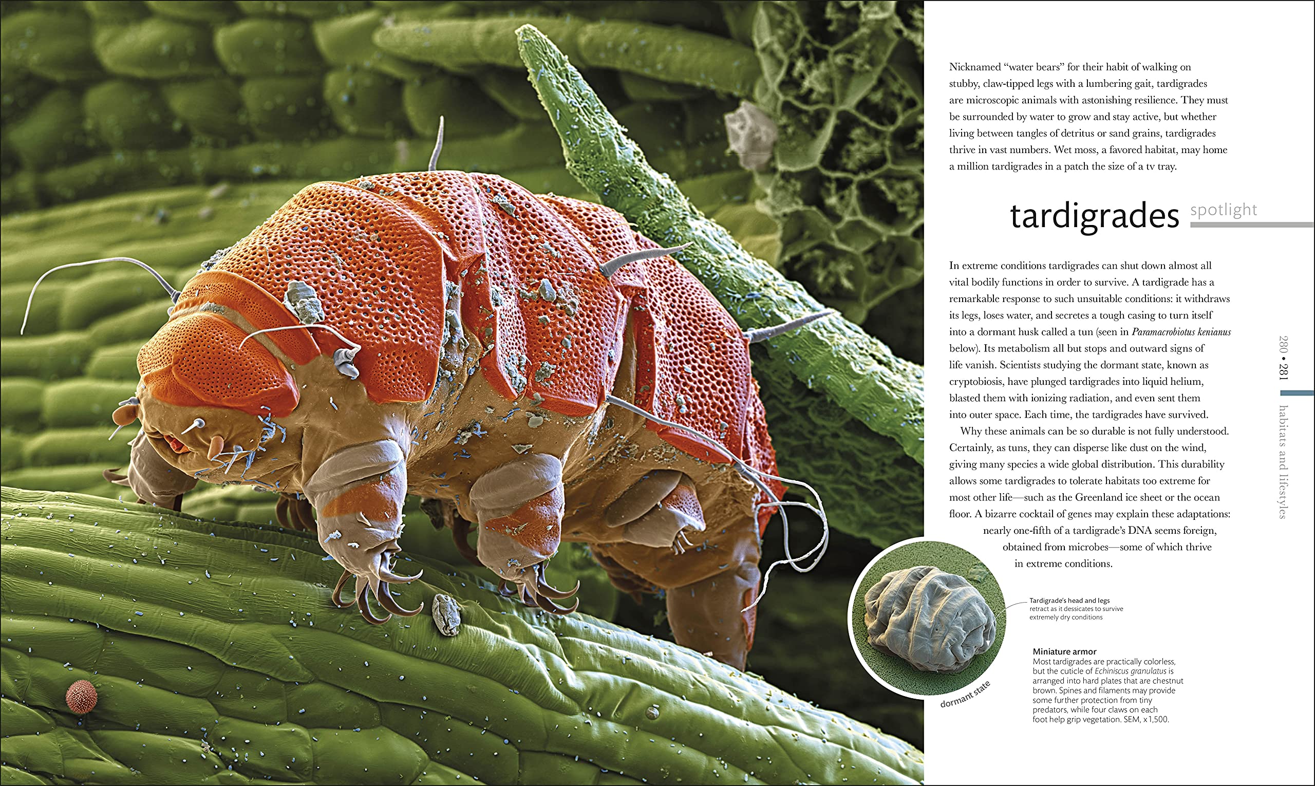 Micro Life: Miracles of the Miniature World Revealed (DK Secret World Encyclopedias) (Packaging may vary)