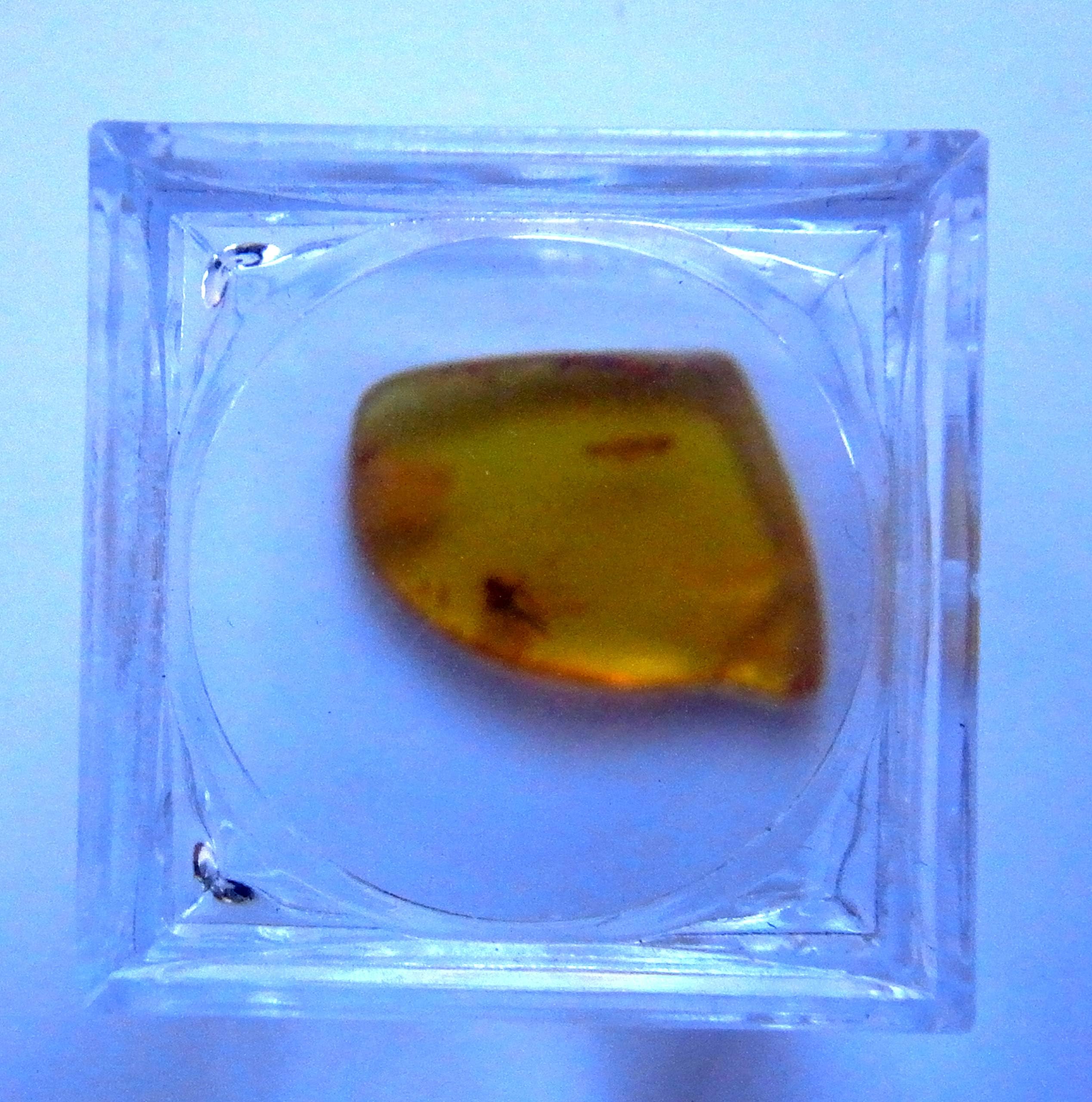 AMBER INCLUSIVE FOSSIL INSECTS BALTIC SEA ONE Magnifying Box Gift Collection