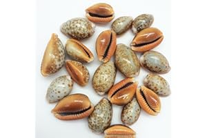 PEPPERLONELY 20PC Honey Cowry Sea Shells, Erosaria Helvola Shells, 2/3 Inch ~ 1 Inch