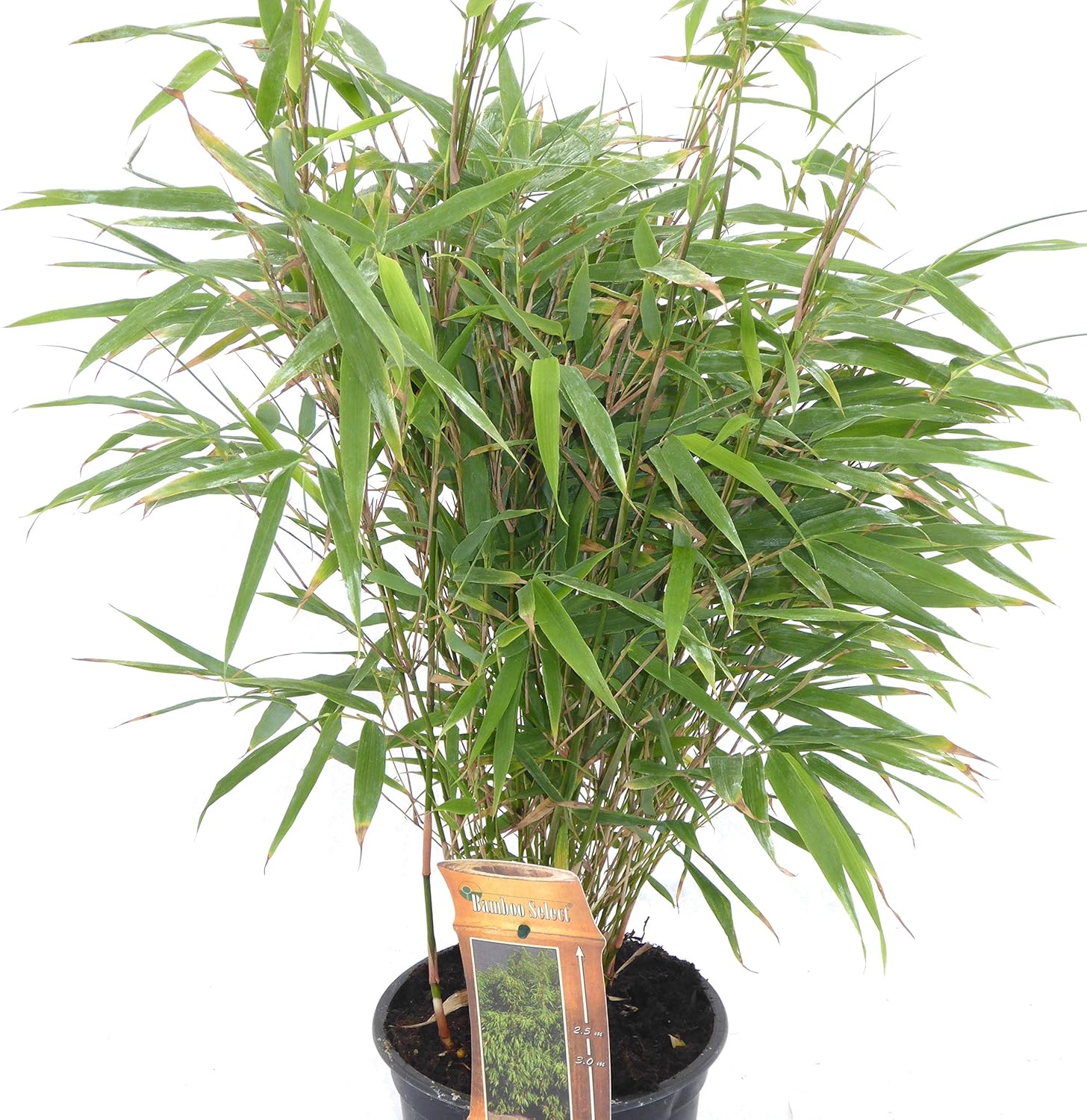 Bamboo Fargesia Robusta 3.6 Litre Fast Growing Non Invasive Bamboo Plants Amazon.co.uk Garden