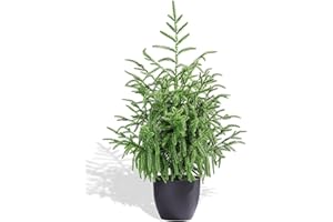 2FT/24 Inch Norfolk Pine Tree, Tabletop Small Christmas Tree Decor, Artificial Faux Potted Planter Porch Fake Cypress UV Resi