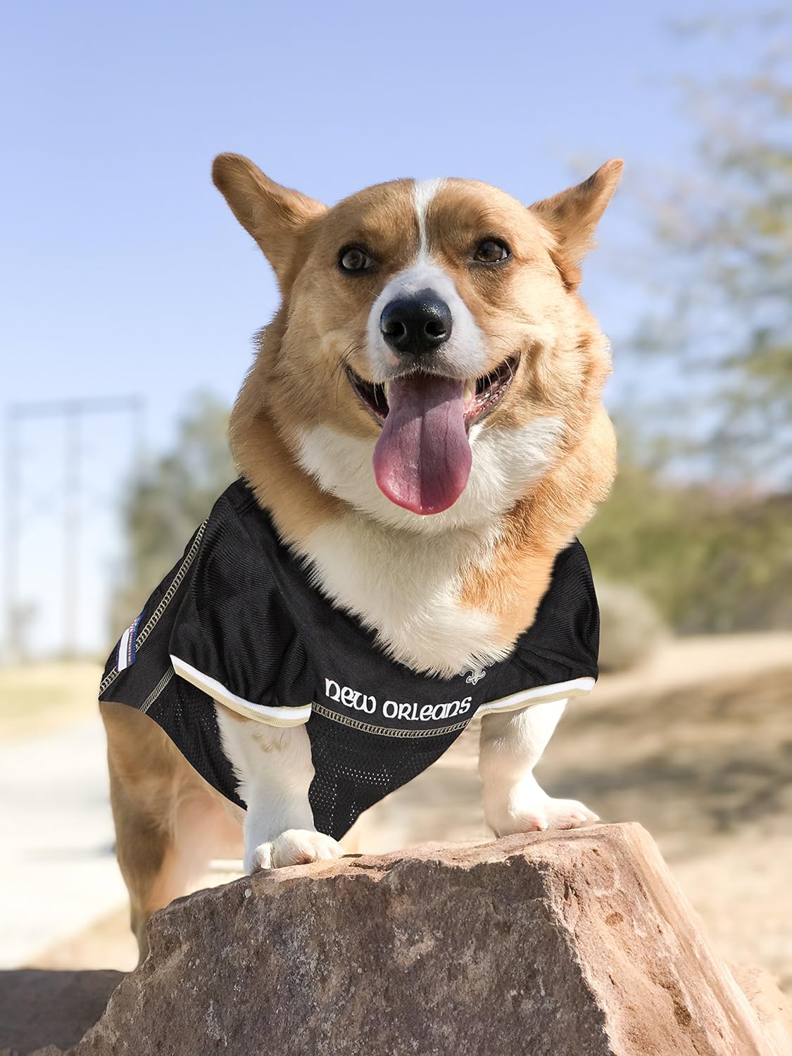 saints gear for dogs