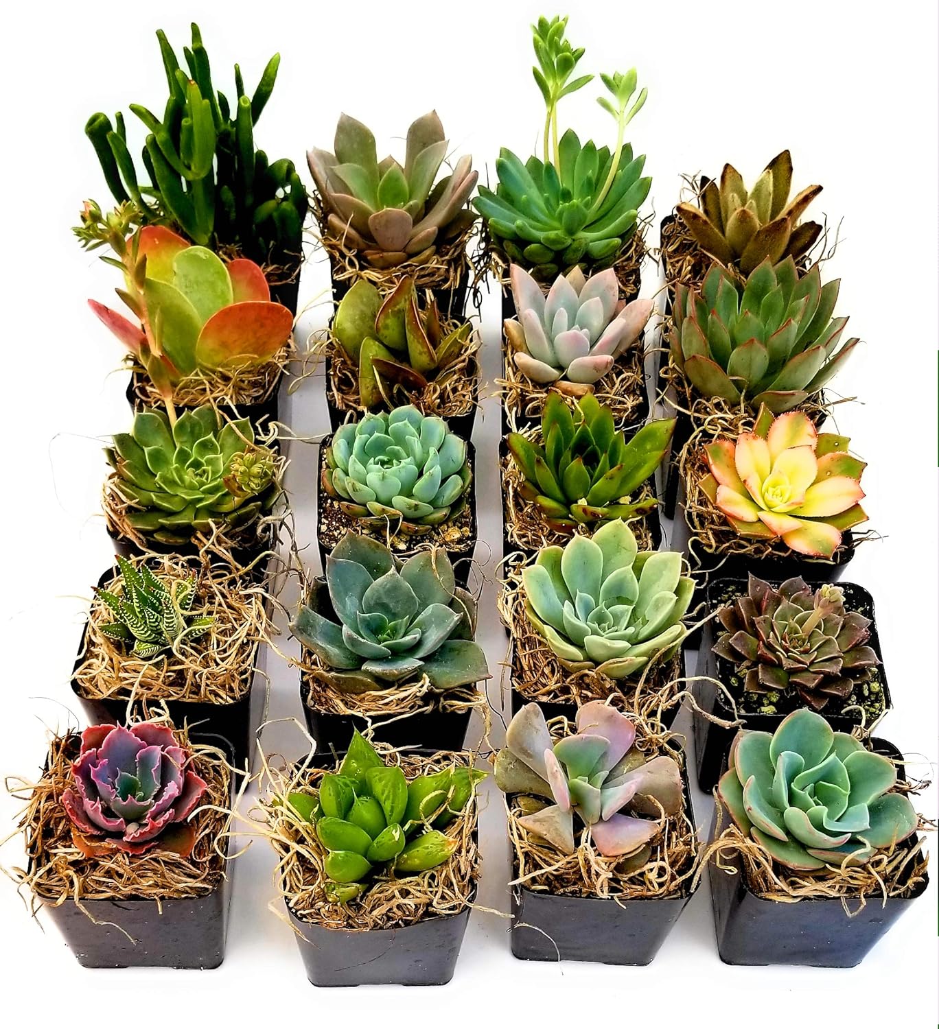 Fat Plants San Diego Miniature Living