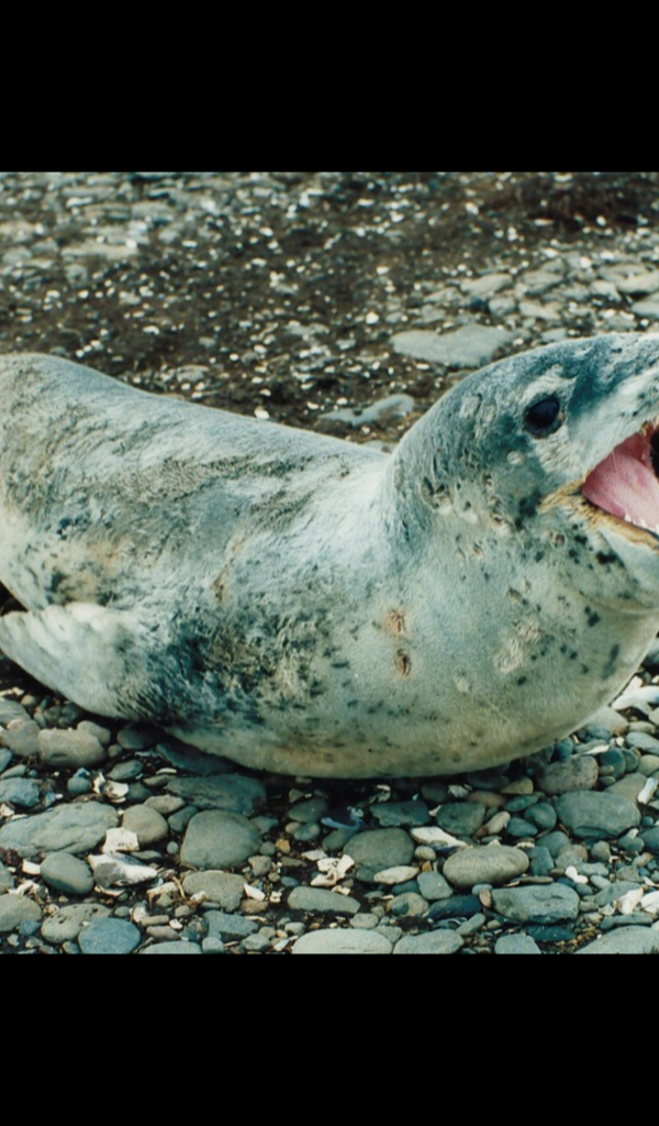 Leopard Seal Wallpaper &ndash; HD Wallpapers of Leopard Seal!:Amazon.es
