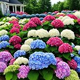 50+ Mixed Color Hydrangea Seeds for Planting, Hydrangea Giant Snowball Shrub