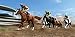 Horse Derby Quest 2020